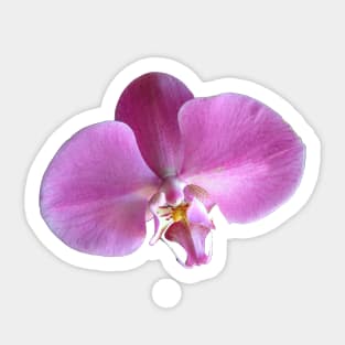 Pink Orchid Flower Closeup Sticker